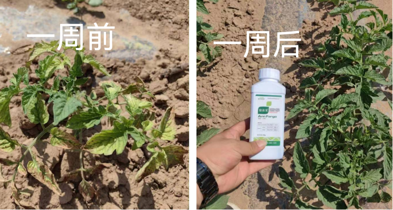 作物藥害怎么解決？找安法戈