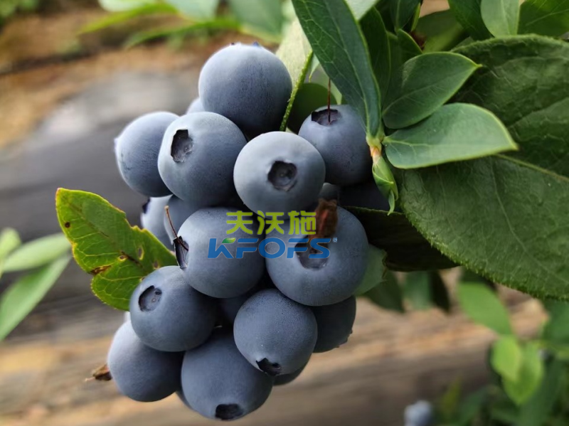 生根劑哪個好？張大哥強推沃葉根樂夫