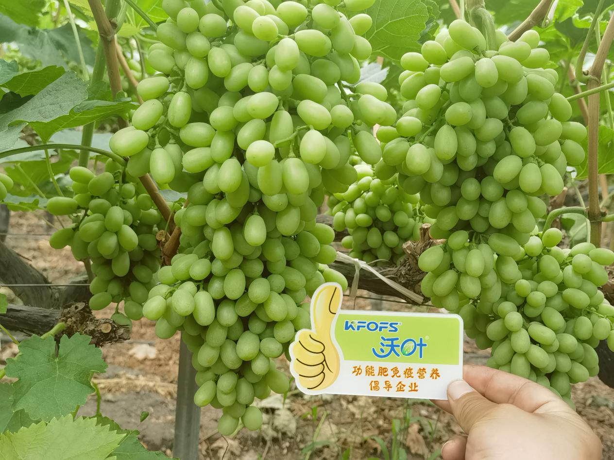 葉面肥怎么選？看李大哥怎么說