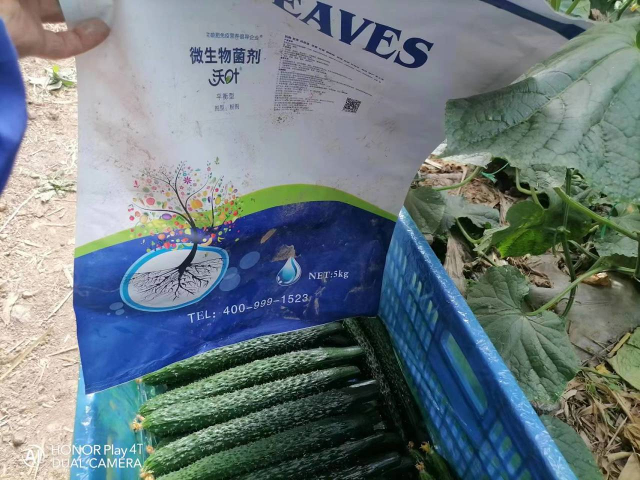微生物菌劑用多了會燒根嗎？