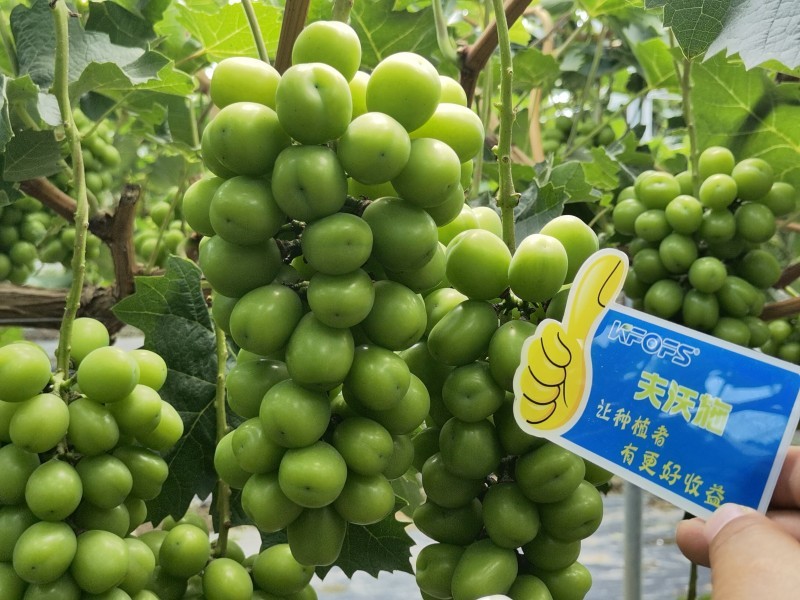 【已用】2022年7月21日，回訪地址：江蘇鹽城使用產(chǎn)品沃水寶粉劑，回訪作物：陽光玫瑰使用效果：使用沃水寶粉劑陽光果粒均勻糖度高，穗型緊湊，膨果均勻，沒有大小?，F(xiàn)象，單果粒重量以經(jīng)達(dá)到16克 (5).jpg