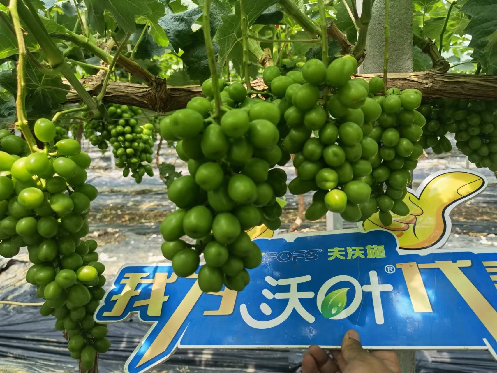 回訪時間：2022年6月26日，回訪地址：江蘇鹽城大豐使用產(chǎn)品：沃葉整套系列產(chǎn)品，回訪作物： 陽光玫瑰使用效果：全程使用沃葉陽光玫瑰，樹勢健壯，葉片寬大濃綠、肥厚。果穗漂亮，預(yù)計畝產(chǎn)6000斤。 (9).jpg
