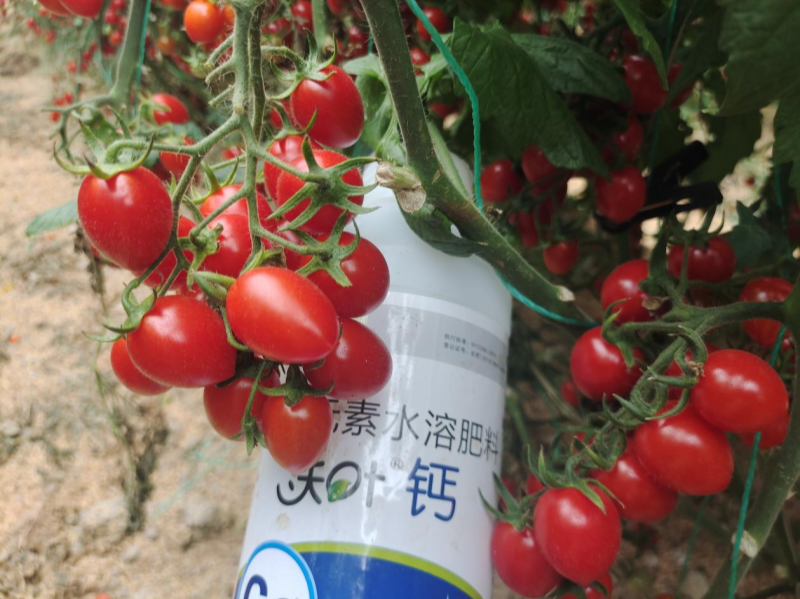 鈣肥有哪些？