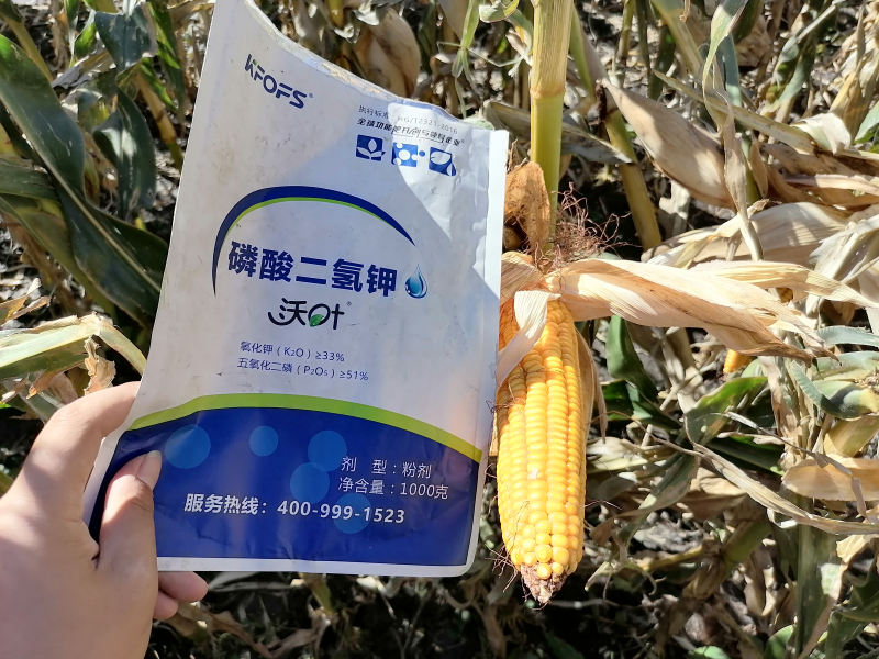 磷酸二氫鉀在玉米上效果怎么樣？