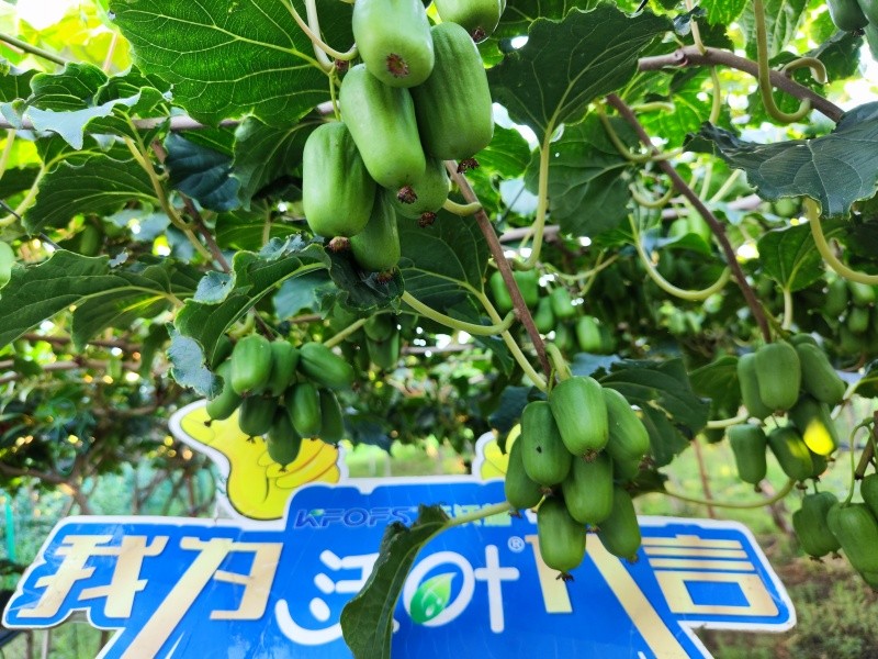 葉面肥效果怎么樣？看這篇