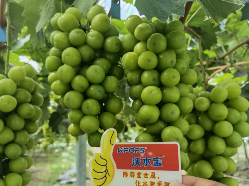 葡萄小苗如何施肥？