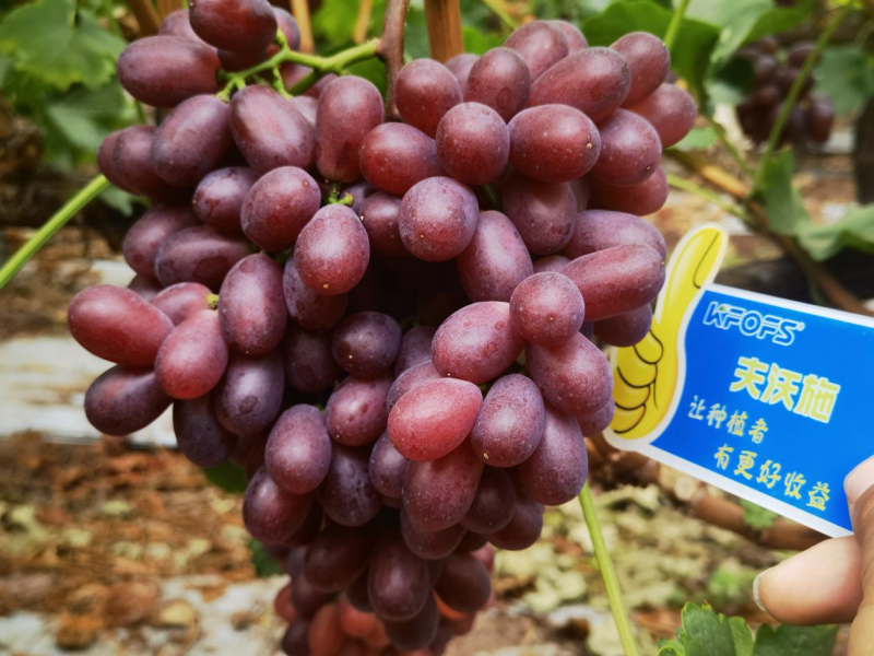 種植葡萄技術-夫沃施葡萄效果1.png