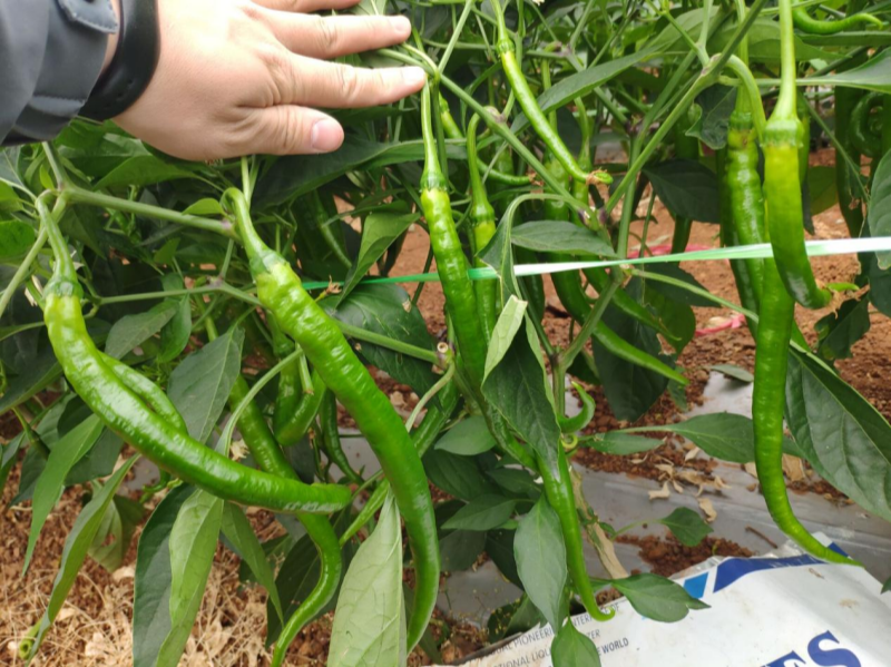 辣椒用什么肥料能高產-辣椒用沃葉微生物菌劑效果.png