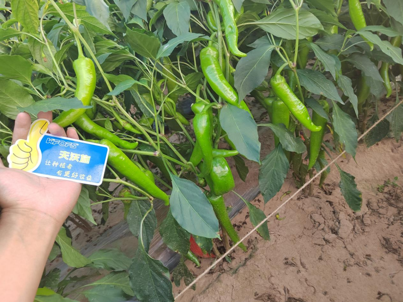 辣椒用什么肥料能高產-辣椒用夫沃施功能肥效果.png