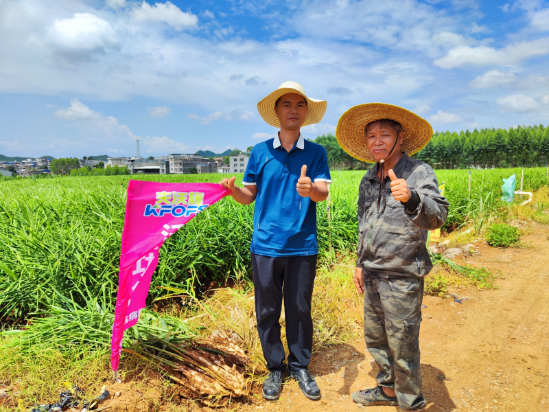 生根劑-大姜用沃葉用戶(hù)見(jiàn)證.png