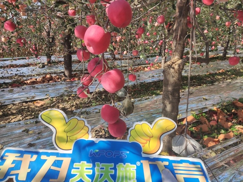 葉面肥你會(huì)用嗎？