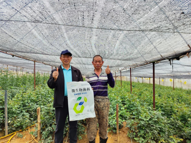 玫瑰花施肥施什么肥料？