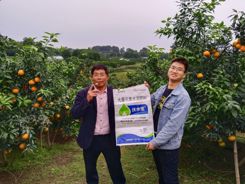 柑橘秋施基肥的作用，總結(jié)歸納三點