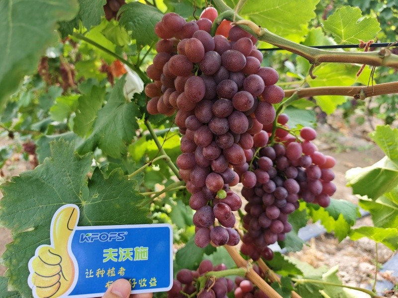 微生物菌劑的作用，你知道嗎？