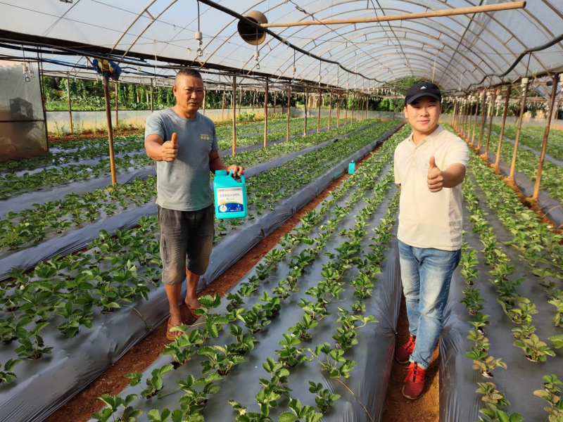 草莓施肥用什么肥料好？