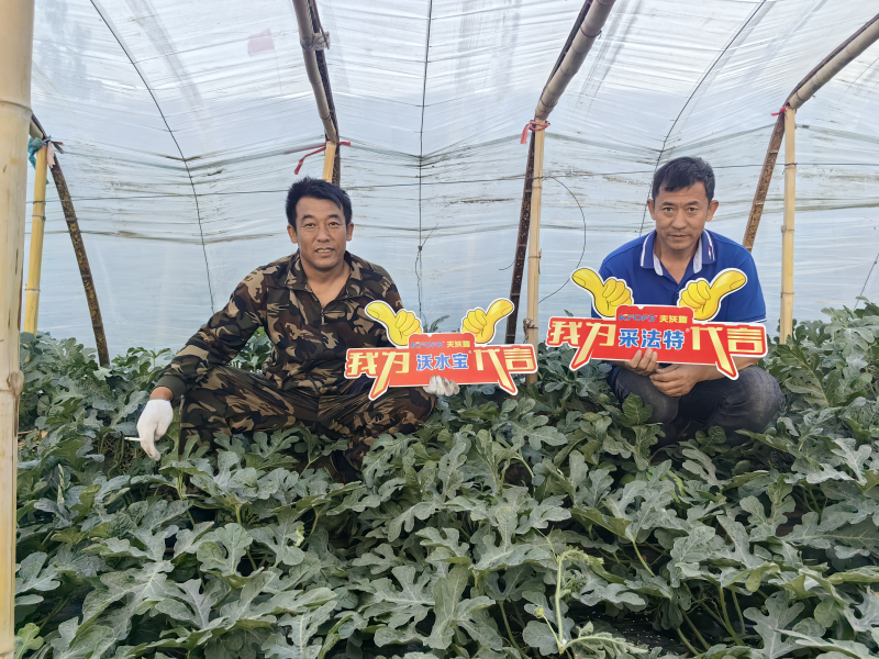 微生物菌劑的作用與功效，一起剖析