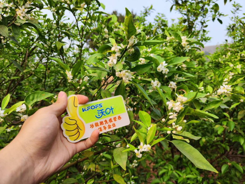 柑橘開花期需要施什么肥？