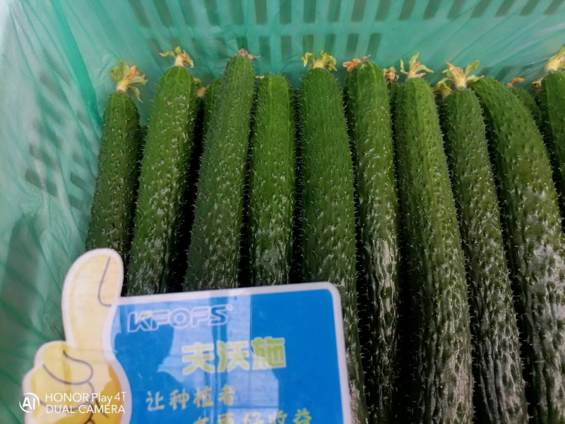 黃瓜幼苗期應(yīng)該施什么肥？