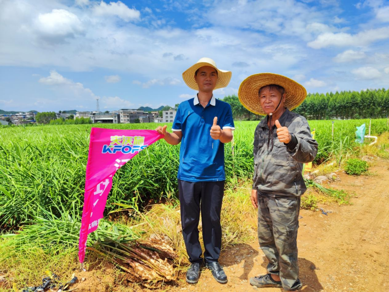 魚(yú)蛋白水溶肥為什么能調(diào)理大姜莖基腐？