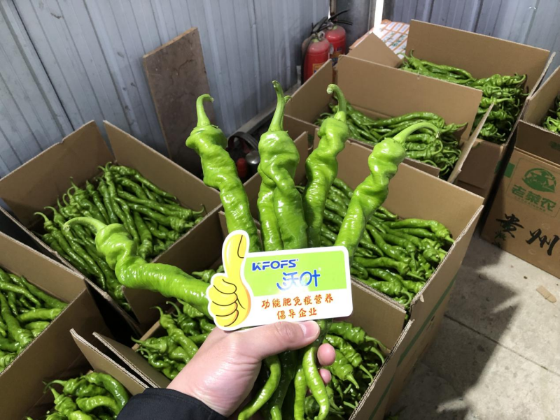 種辣椒用什么肥料比較好？