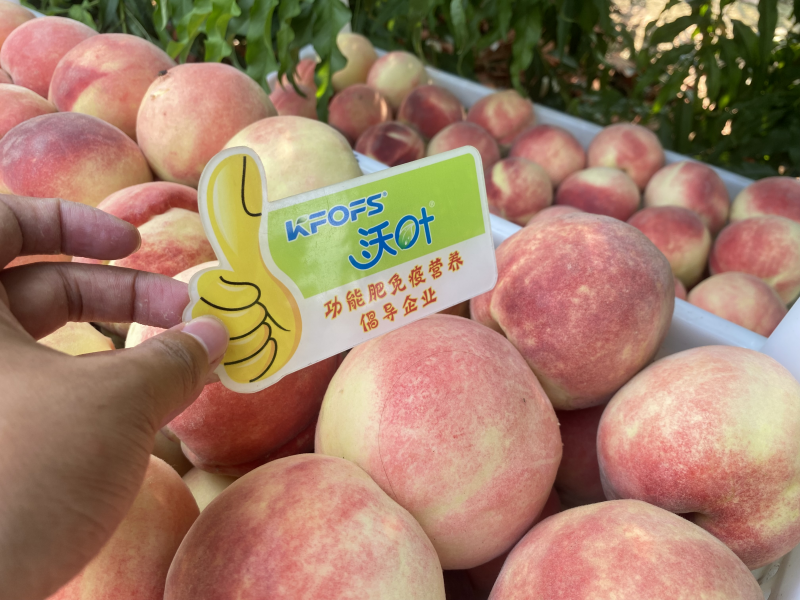 桃樹(shù)春季施肥時(shí)間和方法-沃葉桃樹(shù)1.png