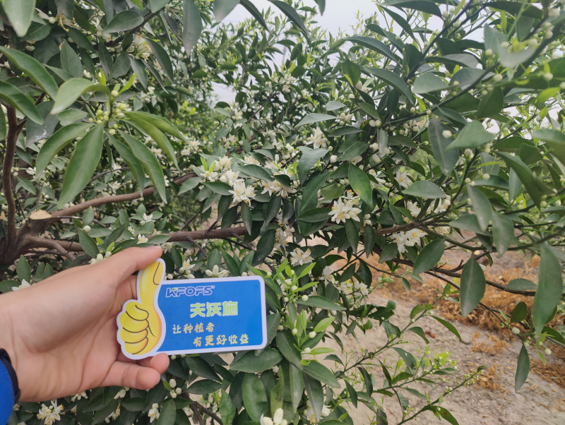 ?；ū９~面肥-新會柑效果.png