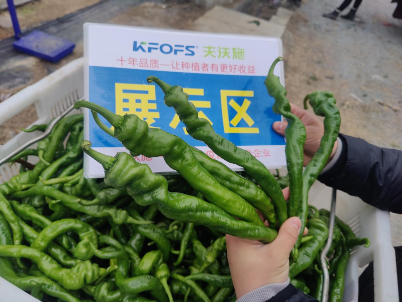 辣椒用什么肥料？
