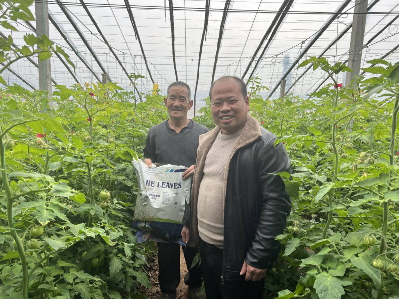 西紅柿怎么施肥？