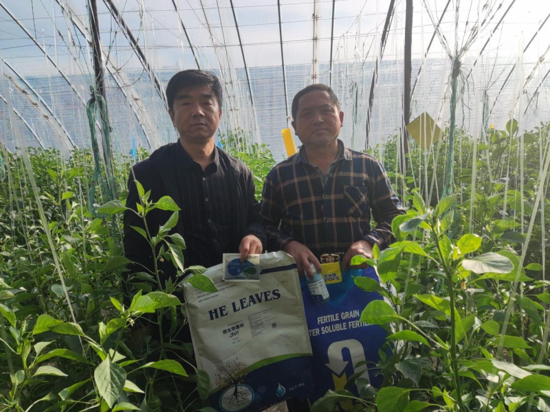 沖施肥的使用方法-沃葉辣椒用戶見證.png