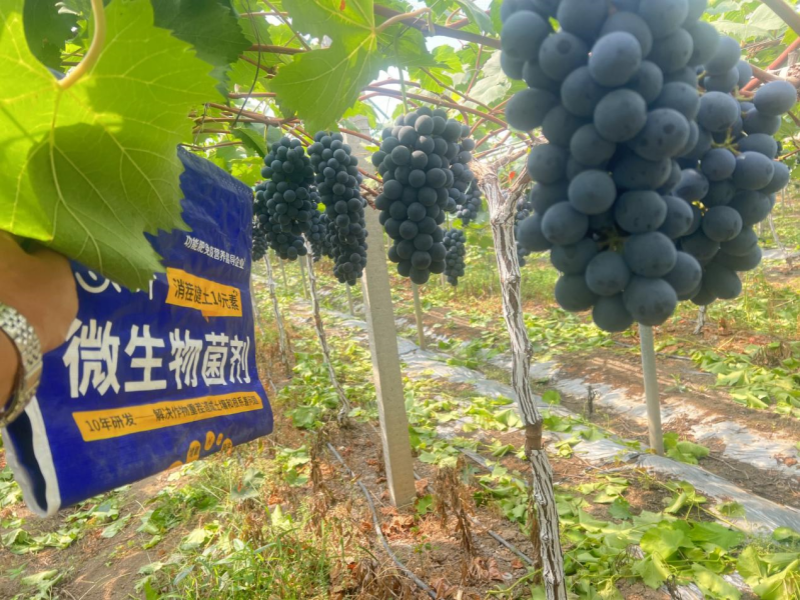 微生物菌劑-葡萄用沃葉消茬健土14元素效果.png
