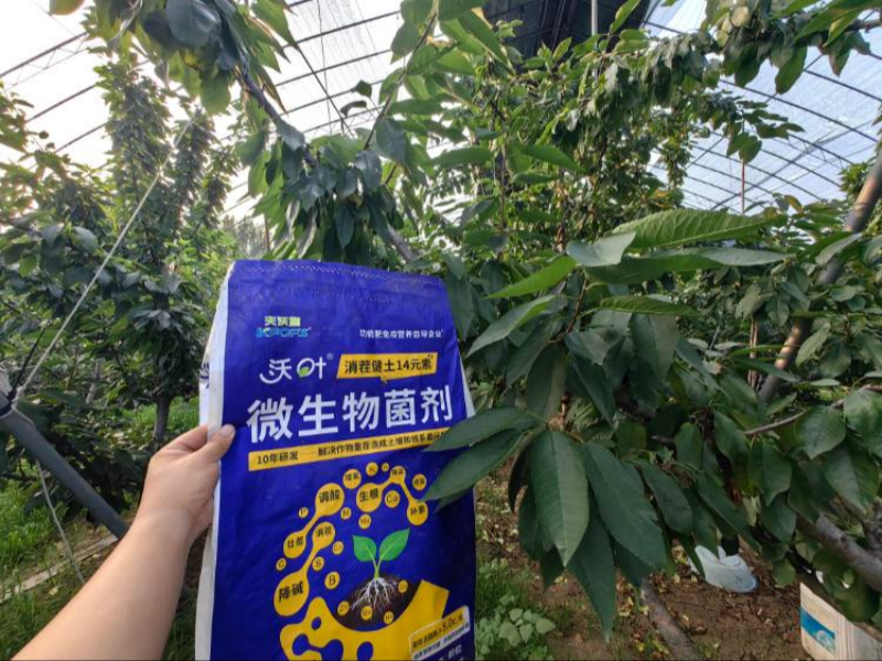 櫻桃樹施肥用什么肥料？