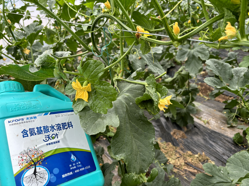 甜瓜施什么肥料最好-甜瓜用沃葉水溶肥效果、.png