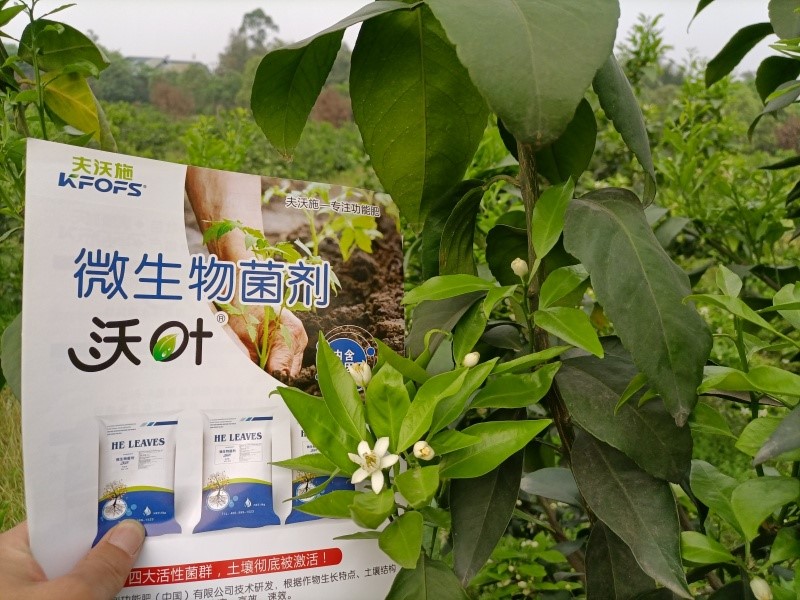 柑橘施肥用什么？60秒全掌握