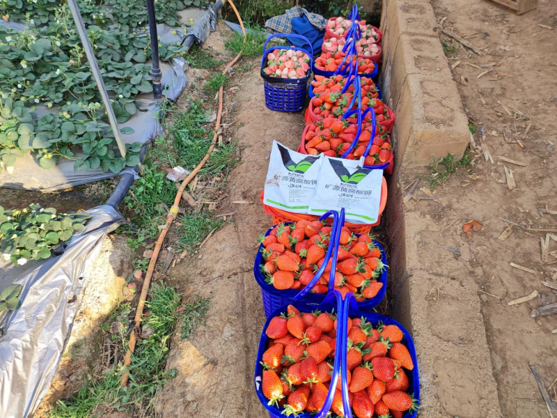 草莓施肥用什么肥料好？