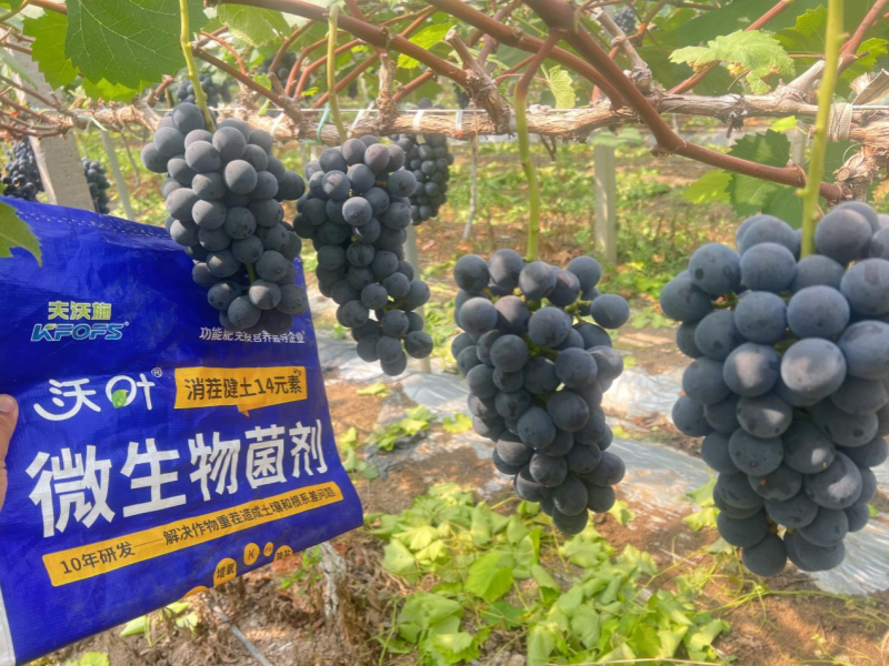 果樹(shù)秋施肥是金，科學(xué)施用底肥，解決土壤根系頑疾