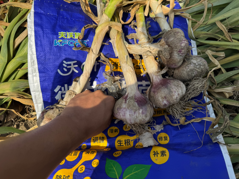 微生物菌劑調(diào)理大蒜苗黃苗弱不愛(ài)長(zhǎng)