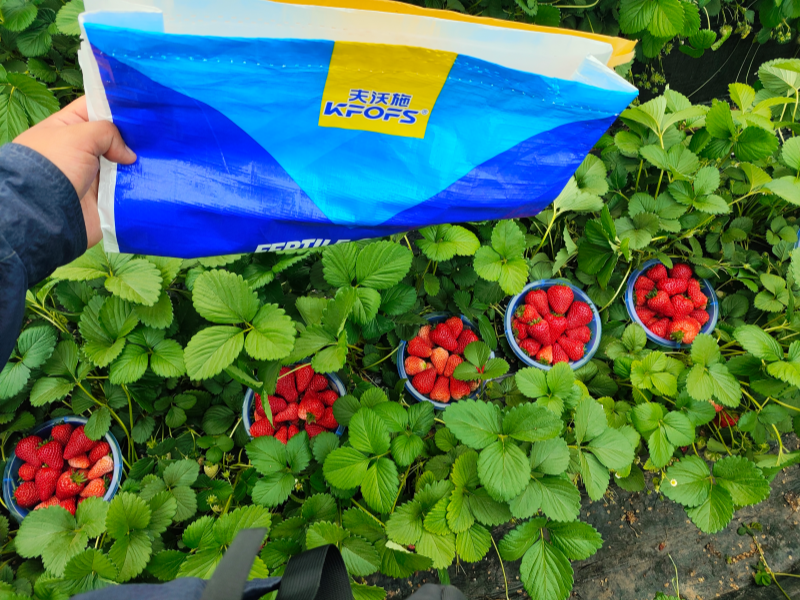 草莓各個(gè)時(shí)期的施肥方案