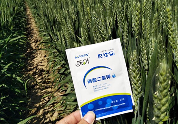 小麥專(zhuān)用肥施肥方案-沃葉篇